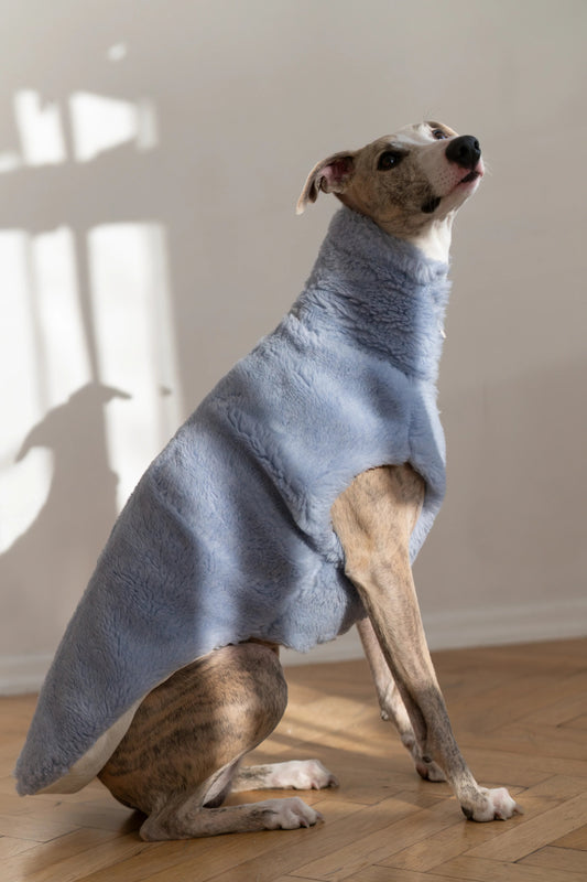 Hearth Dog Vest - Blue