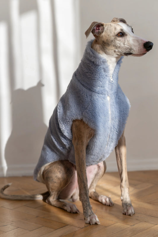 Hearth Dog Vest - Blue